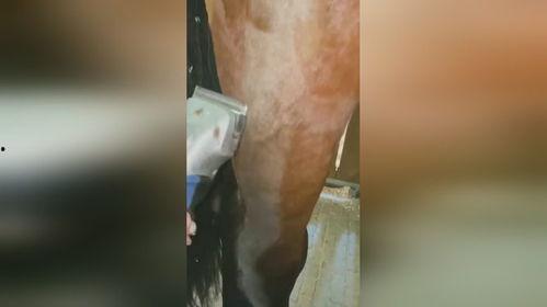剃阴毛视频,视频教学，轻松掌握私密护理