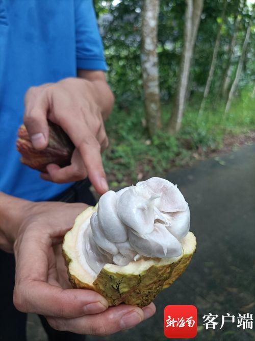 椰视频,带你领略热带风情，探索椰子世界的奥秘