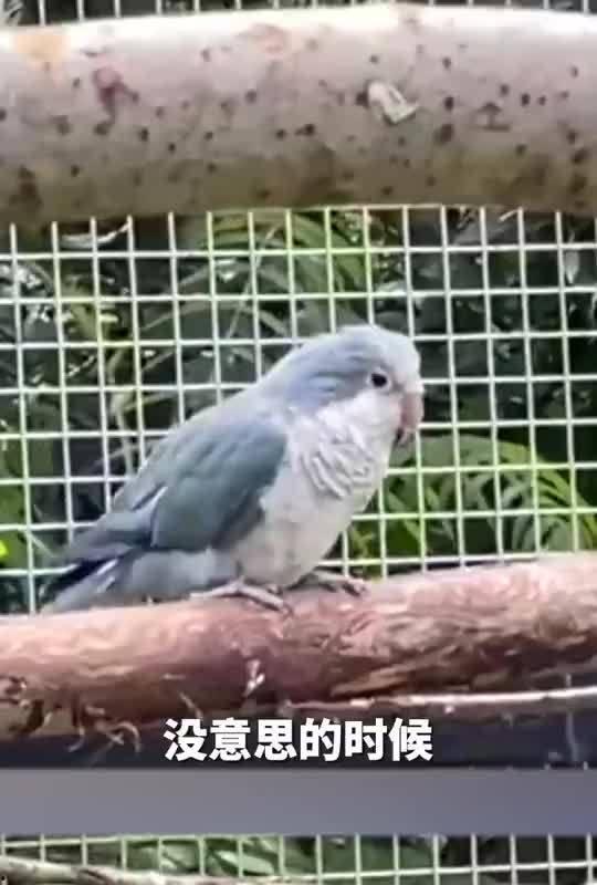 鹦鹉吃食视频