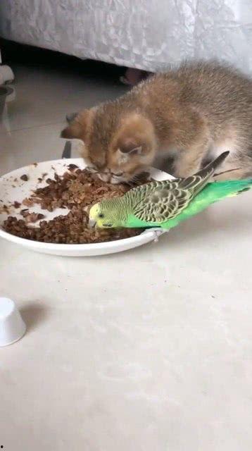 鹦鹉吃食视频