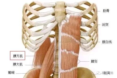 倒走的正确方法视频,跟随视频轻松掌握正确倒走方法
