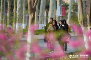 校园春色在线视频,在线视频捕捉青春活力瞬间