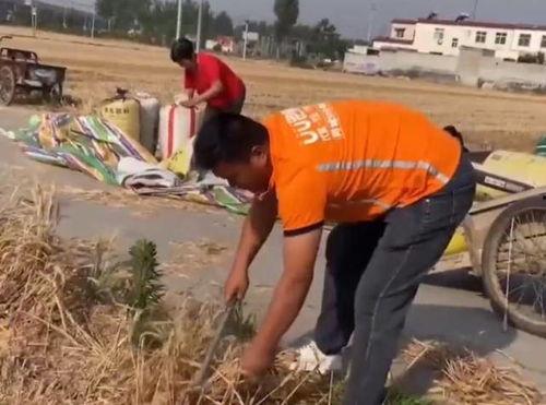 收麦子视频,收麦子视频背后的故事