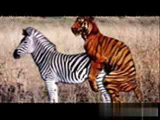 袋鼠交配视频,揭秘袋鼠交配奇观