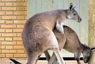 袋鼠交配视频,揭秘袋鼠交配奇观