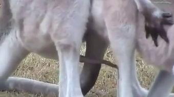 袋鼠交配视频,揭秘袋鼠交配奇观