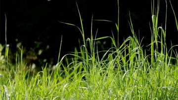 欠草免费视频,揭秘热门影视资源免费获取之道