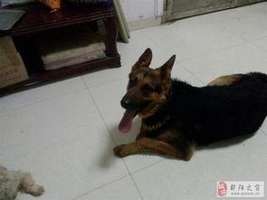 狼狗交配视频,揭秘野生动物繁衍之谜