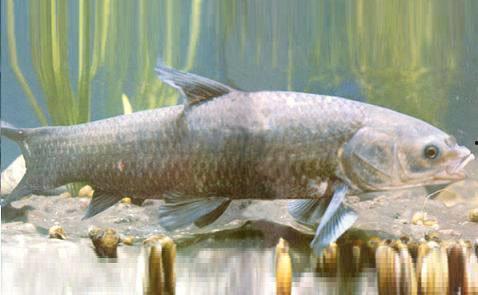 青鱼视频,探索未知，畅游网络新世界