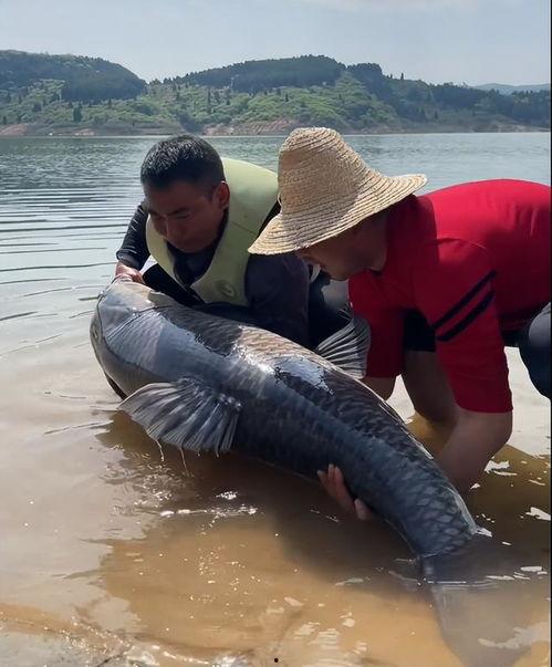 青鱼视频,探索未知，畅游网络新世界