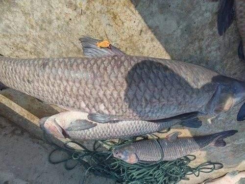 青鱼视频,探索未知，畅游网络新世界