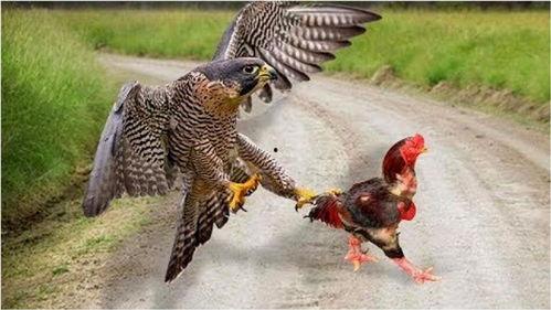 母鸡大战老鹰视频,母鸡与老鹰的激战现场