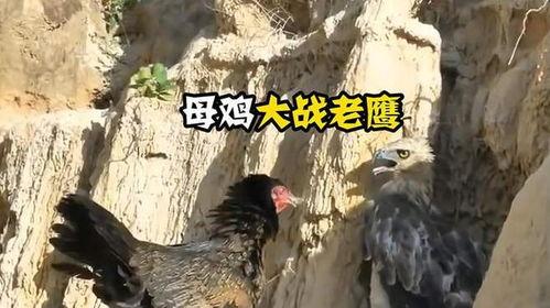 母鸡大战老鹰视频,母鸡与老鹰的激战现场
