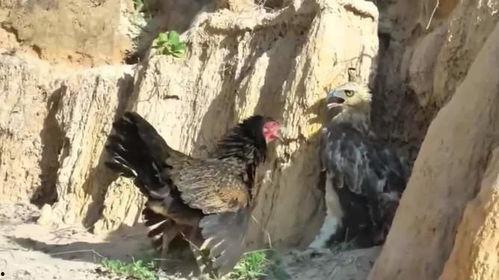 母鸡大战老鹰视频,母鸡与老鹰的激战现场