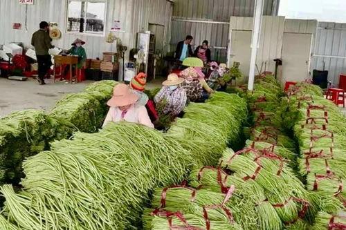 崖州瓜菜交易中心今日价格,新鲜瓜菜行情一览