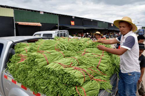 崖州瓜菜交易中心今日价格,新鲜瓜菜行情一览