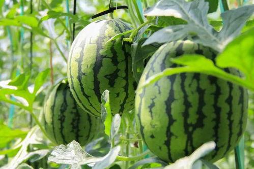 17CCC吃瓜爆料 免费吃瓜,免费吃瓜，畅享娱乐盛宴！