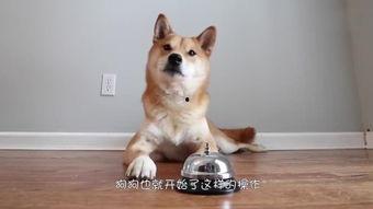 人狗交配视频,伦理争议与科学真相