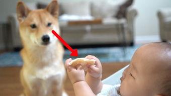 人狗交配视频,伦理争议与科学真相