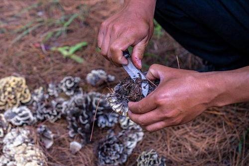 捡菌子视频,跟随视频探索野生菌子的奇妙世界