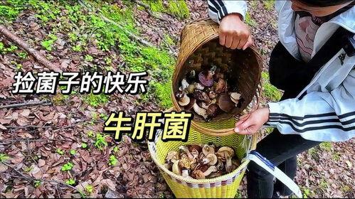 捡菌子视频,跟随视频探索野生菌子的奇妙世界