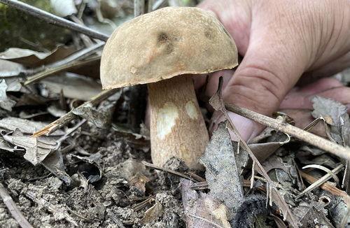 捡菌子视频,跟随视频探索野生菌子的奇妙世界