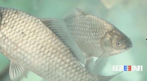 今日红瓜鱼多少钱一斤啊,一斤多少钱？