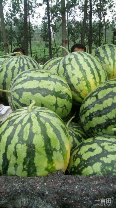 莘县瓜批发市场今日价格,新鲜瓜果行情一览”