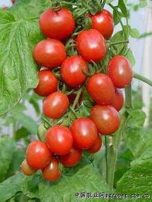 莘县瓜批发市场今日价格,新鲜瓜果行情一览”