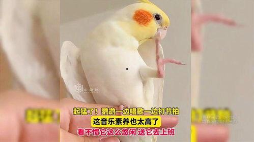 鹦鹉唱歌视频,人鸟共舞的和谐旋律