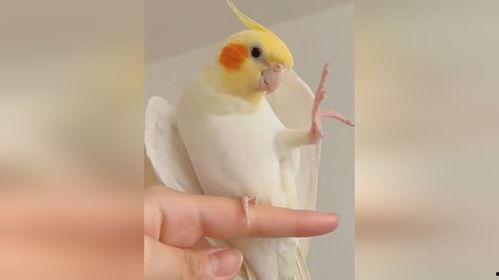 鹦鹉唱歌视频,人鸟共舞的和谐旋律