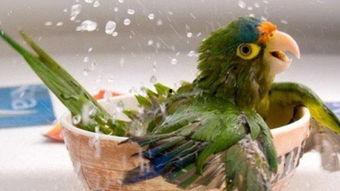 鹦鹉唱歌视频,人鸟共舞的和谐旋律