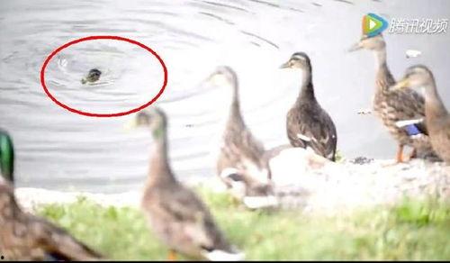 鸭子 视频,跟随鸭子视频探寻它们的日常生活