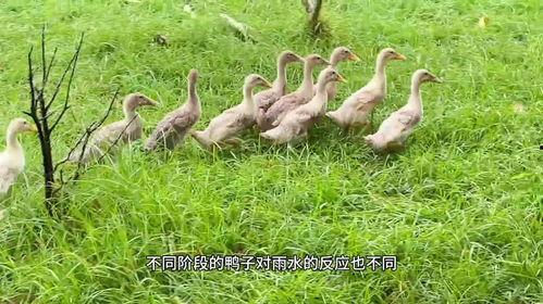 鸭子 视频,跟随鸭子视频探寻它们的日常生活