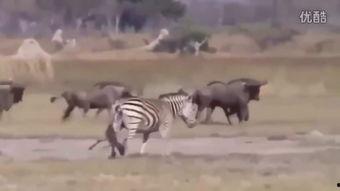 斑马交配的视频,自然界的浪漫瞬间捕捉