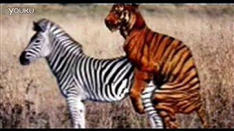 斑马交配的视频,自然界的浪漫瞬间捕捉