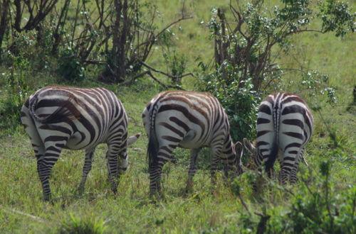 斑马交配的视频,自然界的浪漫瞬间捕捉