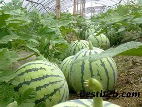 吊瓜产地行情今日价格,价格波动解析