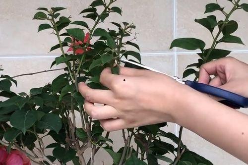 三角梅修剪方法视频,视频教程精华概述