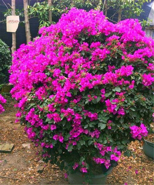 三角梅修剪方法视频,视频教程精华概述