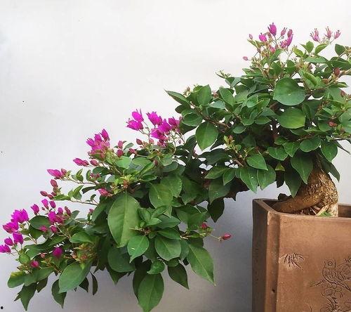 三角梅修剪方法视频,视频教程精华概述