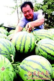 昌乐尧沟牛奶小吊瓜今日价格,昌乐尧沟牛奶小吊瓜今日抢购价揭晓！