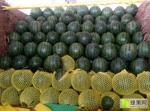 昌乐尧沟牛奶小吊瓜今日价格,昌乐尧沟牛奶小吊瓜今日抢购价揭晓！