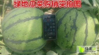 昌乐尧沟牛奶小吊瓜今日价格,昌乐尧沟牛奶小吊瓜今日抢购价揭晓！