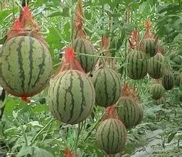 句容的吃瓜最新事件爆料,揭秘最新爆料背后的真相与争议”