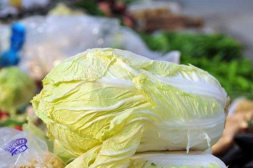 白菜视频,揭秘短视频时代的魅力与挑战