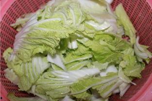 白菜视频,揭秘短视频时代的魅力与挑战