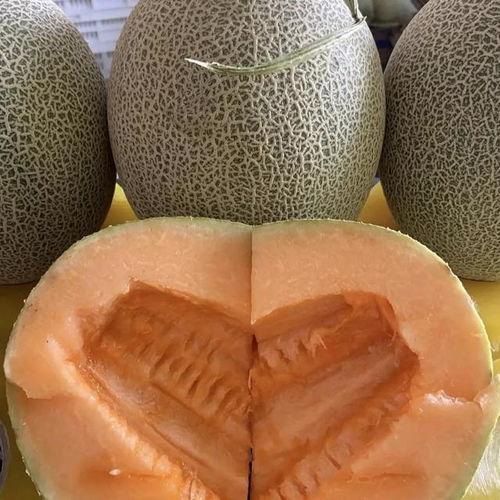 哈密瓜价格今日价格