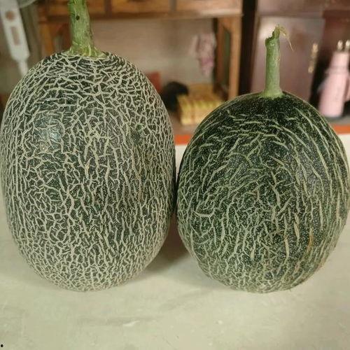 哈密瓜价格今日价格