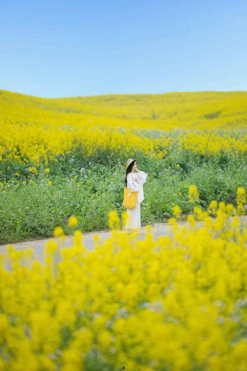油菜花视频,春日里的金黄画卷